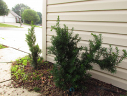 tis-srednij-opisanie-pravila-posadki-i-uhoda-12