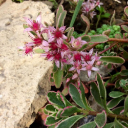 Sedum_Tricolor.0x600