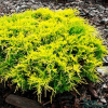 juniperus-media-gold-star-650x650