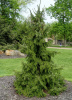 53937494b989217f9def0b22da52c7fc--serbian-spruce-evergreen
