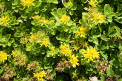 Phedimus_kamtschaticus_var._ellacombianum_kz01