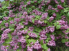 600x600__1_.webp@webp
